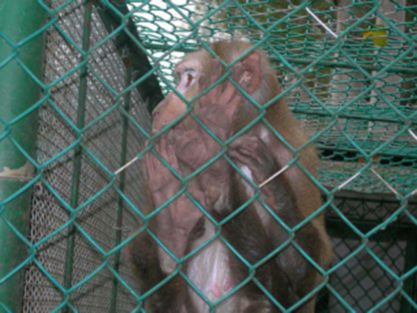 動物園防護(hù)柵欄